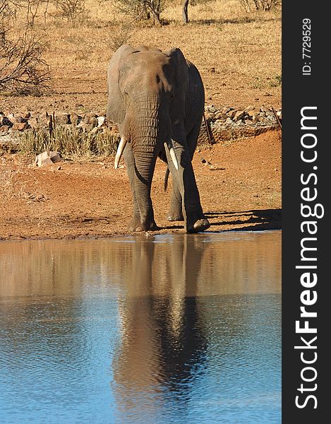 An African Elephant in South Africa.