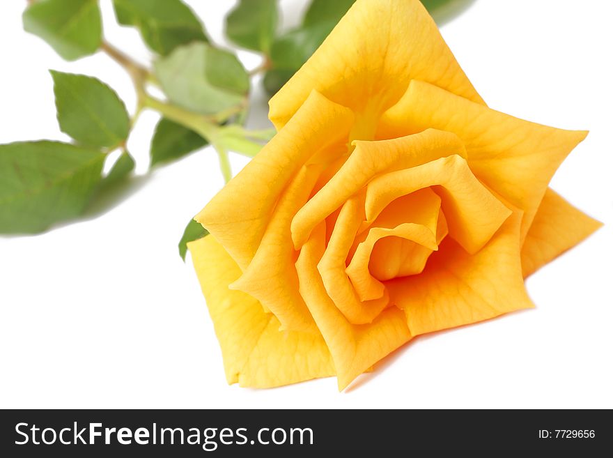 Single dark yellow rose with green leaves on white background. Very shallow depth of field, macro shot. Single dark yellow rose with green leaves on white background. Very shallow depth of field, macro shot