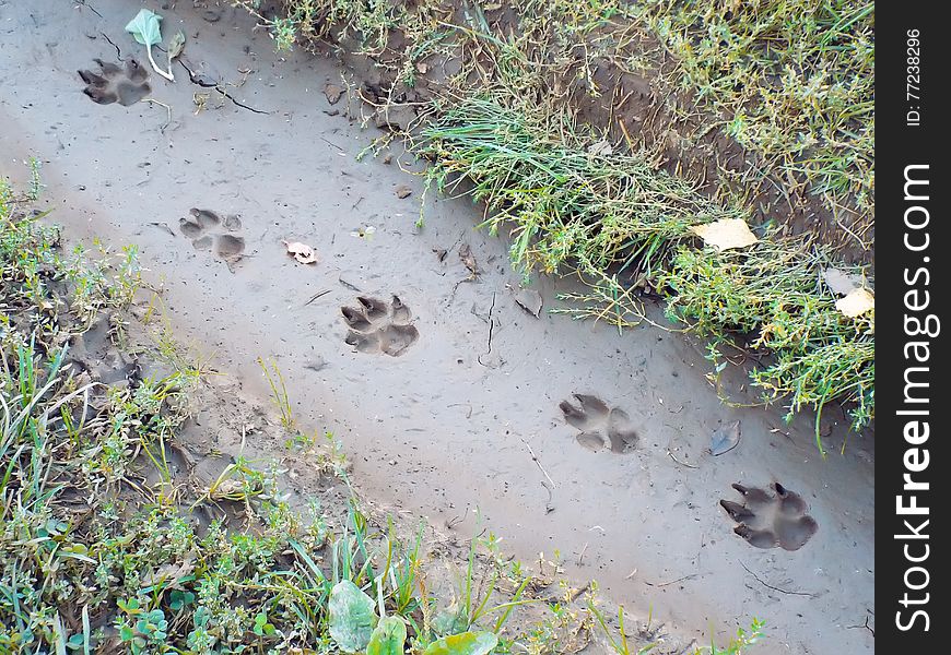 Traces of large dog imprinted in mud on forest path