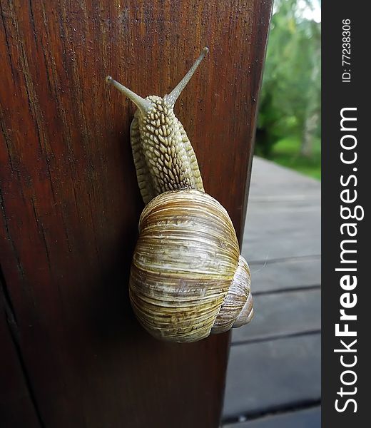 Snail crawling up wooden board outdoors summer. Snail crawling up wooden board outdoors summer