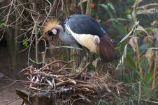 Black Crowned Crane Stock Photography