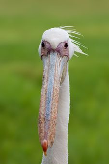 Pelican Portrait Royalty Free Stock Images