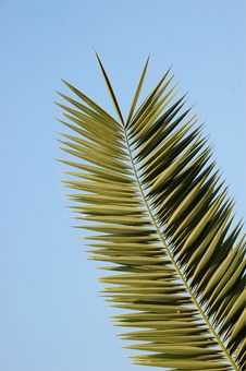 Palm Leaf Royalty Free Stock Image