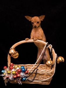 Toy Terrier Dog In The Decorated Basket Royalty Free Stock Image