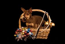 Toy Terrier Dog In The Decorated Basket Royalty Free Stock Images