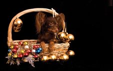 Toy Terrier Dog In The Decorated Basket Stock Photos