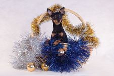 Toy Terrier Dog In The Decorated Basket Royalty Free Stock Photo
