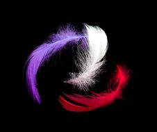 Three Feathers On Black Royalty Free Stock Images