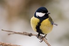 Free Great Tit Stock Images - 7738854