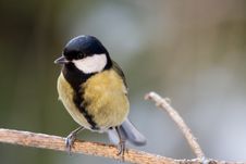 Free Great Tit Royalty Free Stock Photography - 7738897