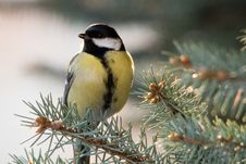 Free Great Tit Royalty Free Stock Image - 7738916