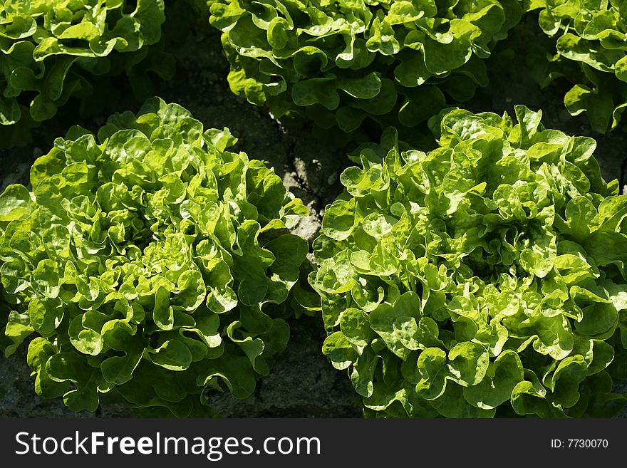 Green lettuce country in Spain. Sunny day outdoors