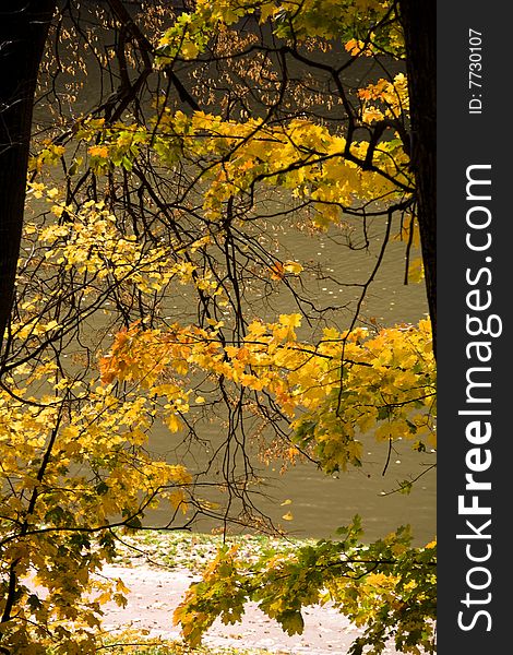 Two trees in golden fall forest. Two trees in golden fall forest