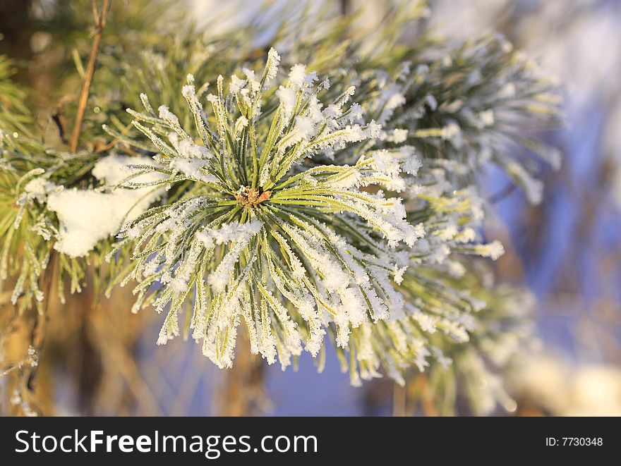 Beautiful background of green tree with white snow. Beautiful background of green tree with white snow