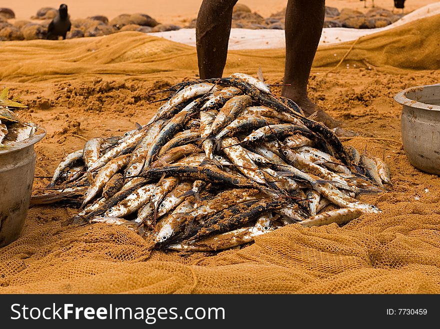 Fisherman standing behind his catch on a beach. Fisherman standing behind his catch on a beach