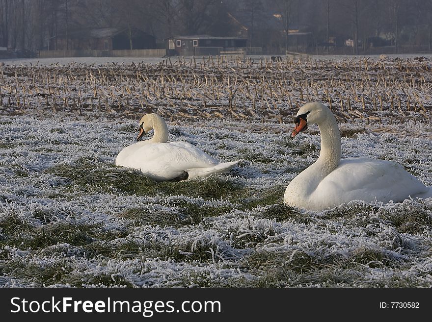 Two swans sitting in the winter grass