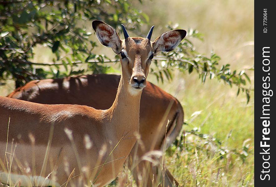Male Impala Antelope (Aepyceros Melampus) in the Kruger Park, South Africa. Male Impala Antelope (Aepyceros Melampus) in the Kruger Park, South Africa.