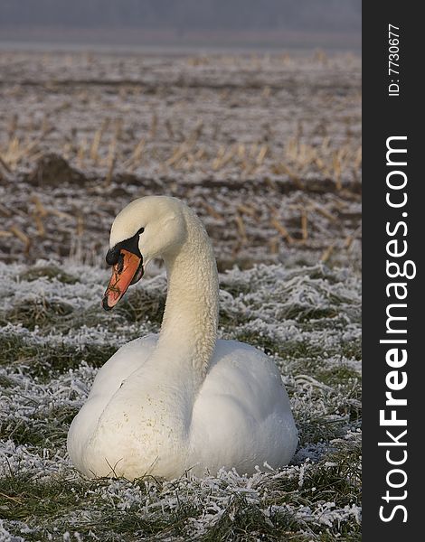 Two swans sitting in the winter grass. Two swans sitting in the winter grass