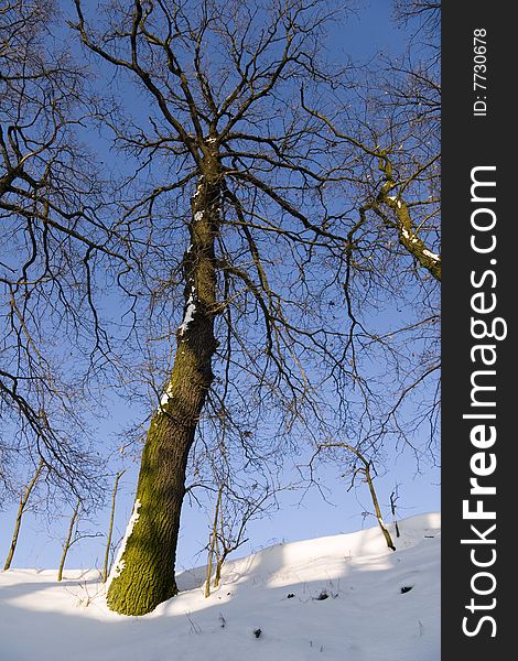 Oak Tree in Wintertime Landscape with snow