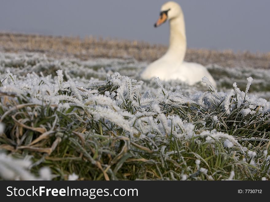 A photo of grass and a blurred swan in the back. A photo of grass and a blurred swan in the back