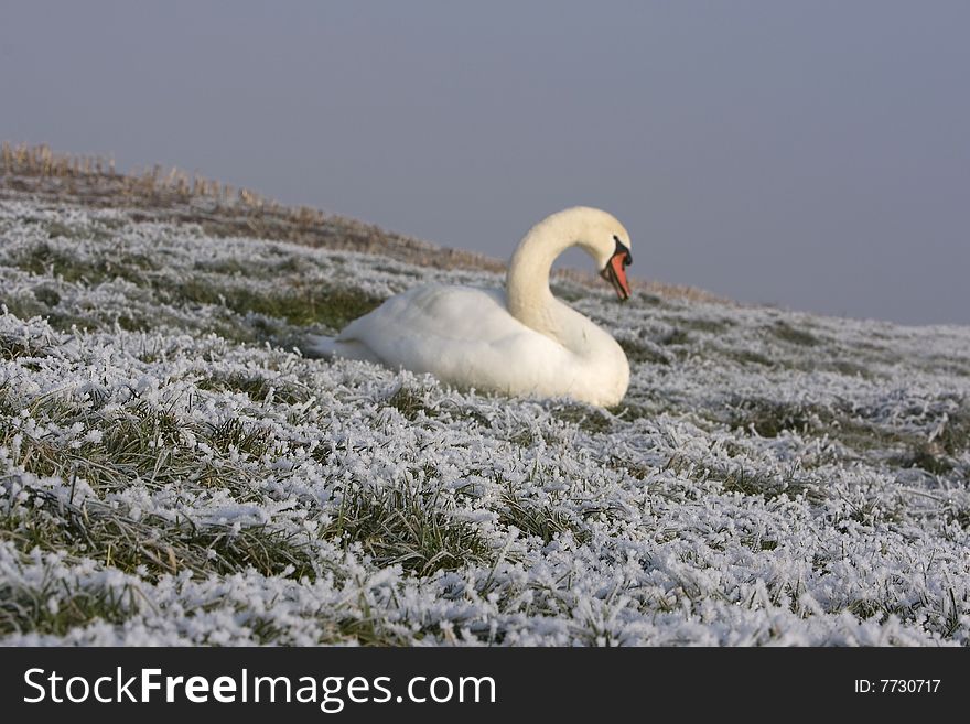 A photo of grass and a blurred swan in the back. A photo of grass and a blurred swan in the back