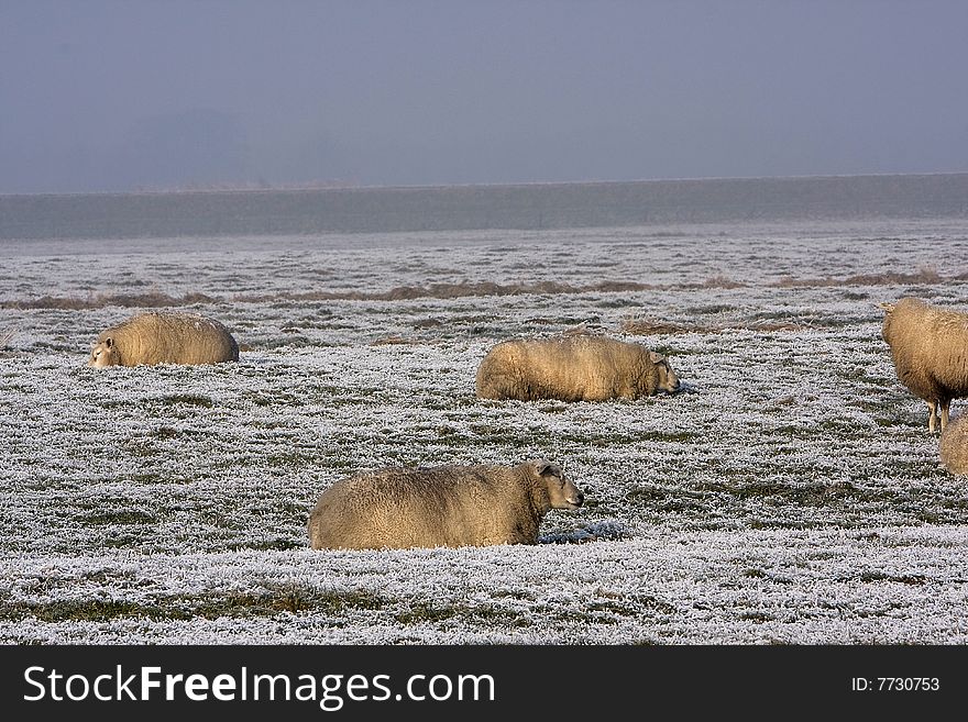 Sheep's lying in the grass in winter. Sheep's lying in the grass in winter