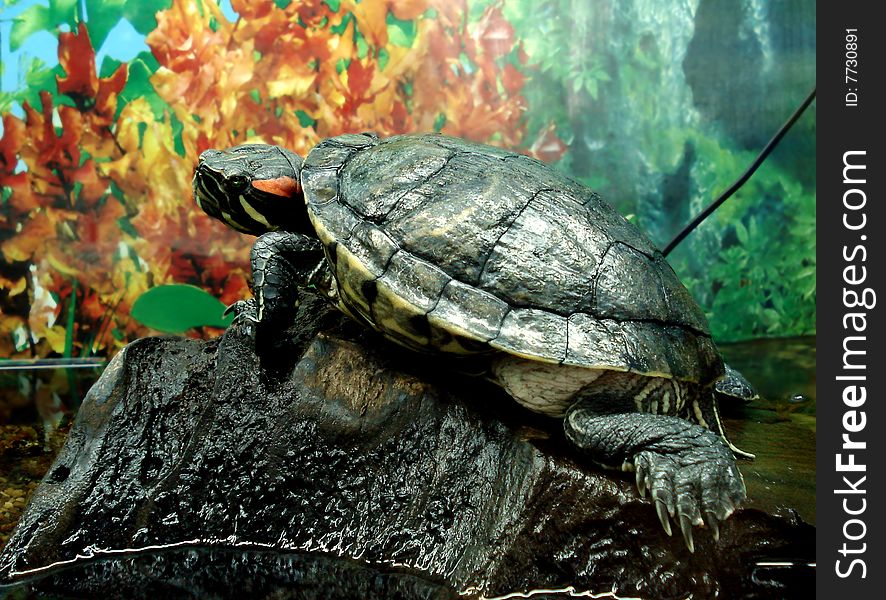 ï¿½he terrapin sits on dark stone on background of the yellow foliage.
Skim daytime. ï¿½he terrapin sits on dark stone on background of the yellow foliage.
Skim daytime.