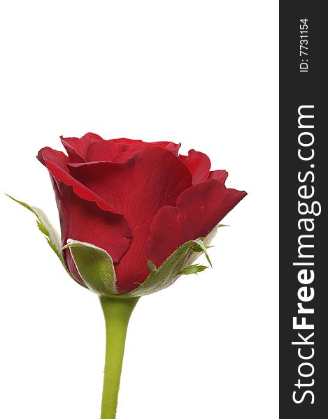Single red rose on white
