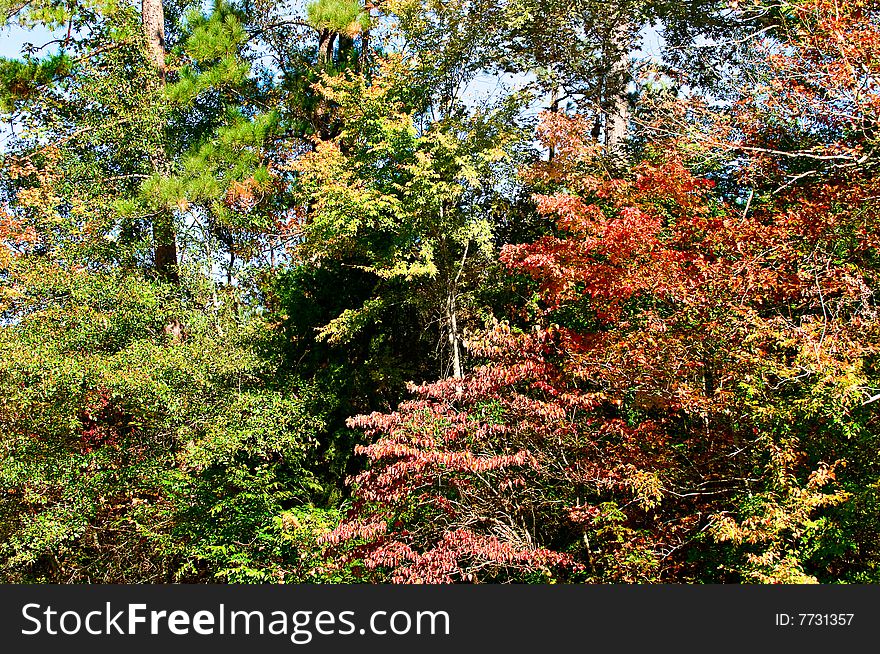 Fall Foliage at its peak wearing bright colors of orange, red and yellow. Fall Foliage at its peak wearing bright colors of orange, red and yellow.