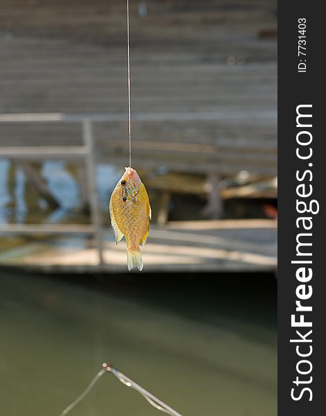 Caught Sunfish hanging on hook