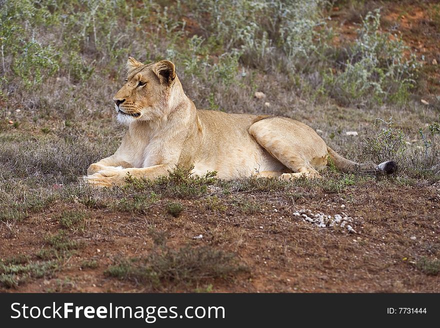 Lone Lioness