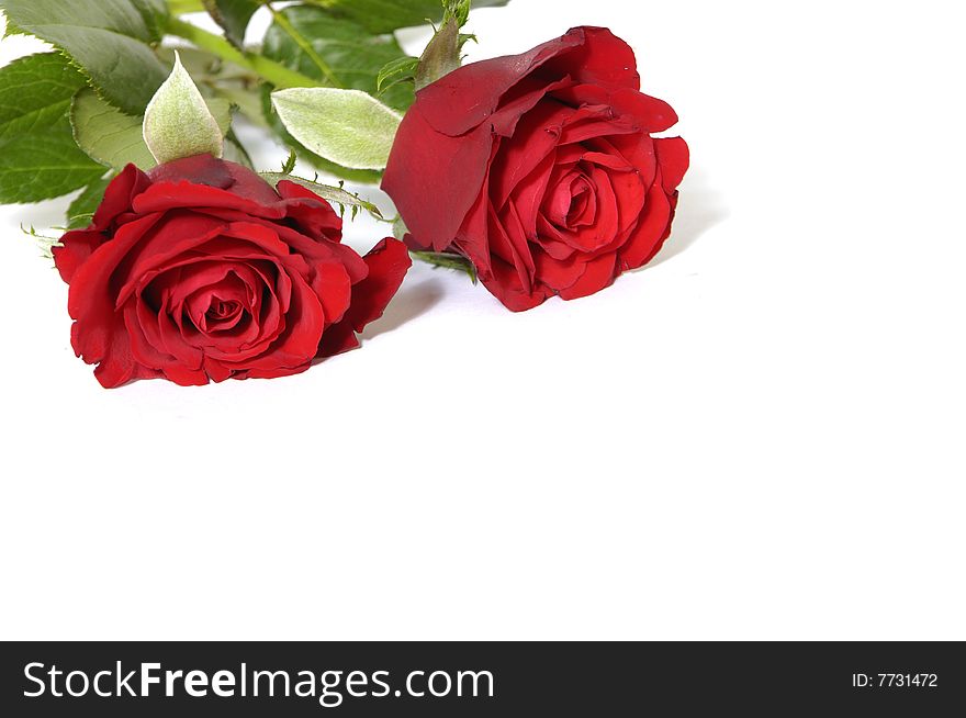 Beautiful bouquet of red rose