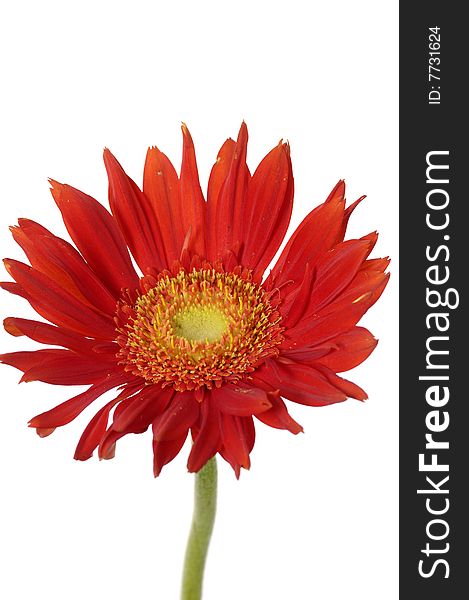 Red sunflower isolated on white