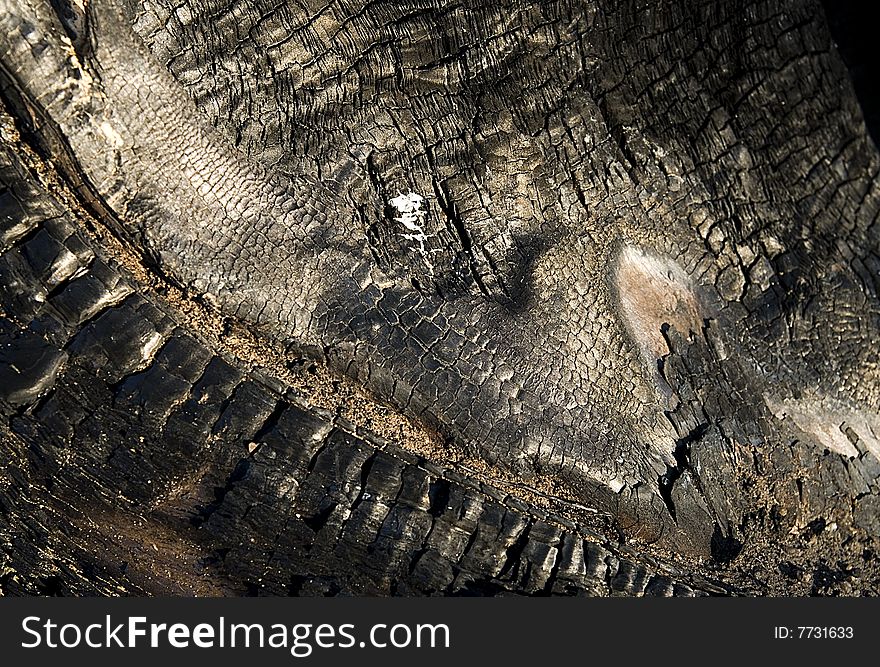 Burnt stub from cut down tree