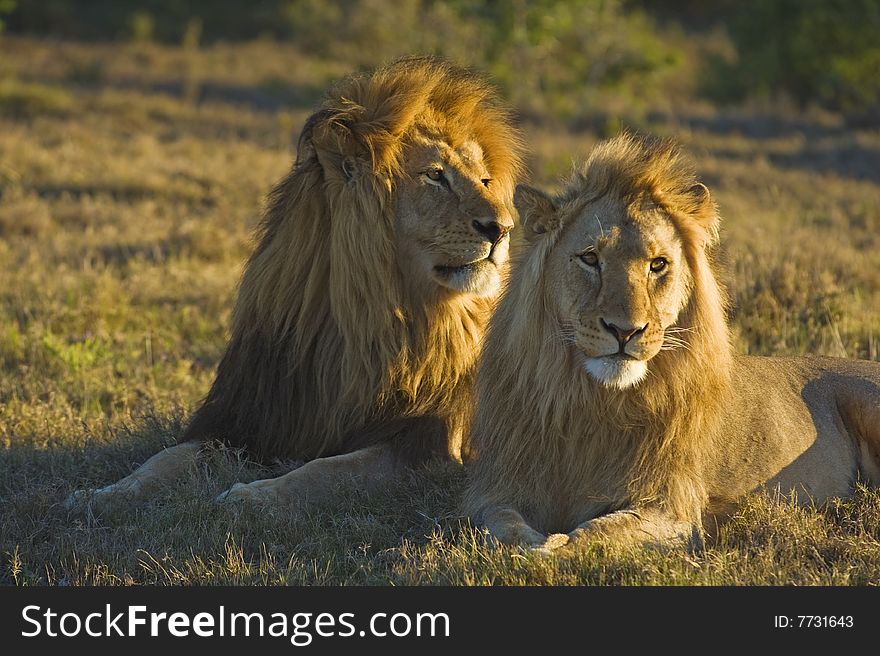 Two fantastic Male Lions enjoy the late afternoon Sun. Two fantastic Male Lions enjoy the late afternoon Sun