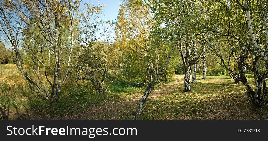 Autumnal sunny day, view of a Karelian birch