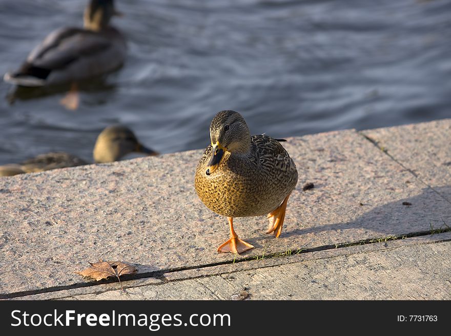 Hobble duck on quay stone. Hobble duck on quay stone