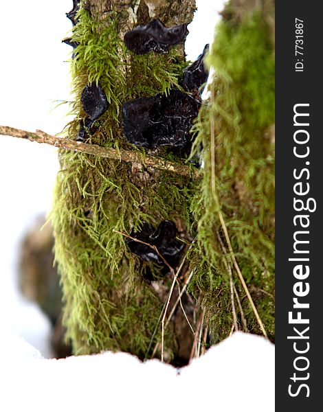 green moss with mushrooms,winter