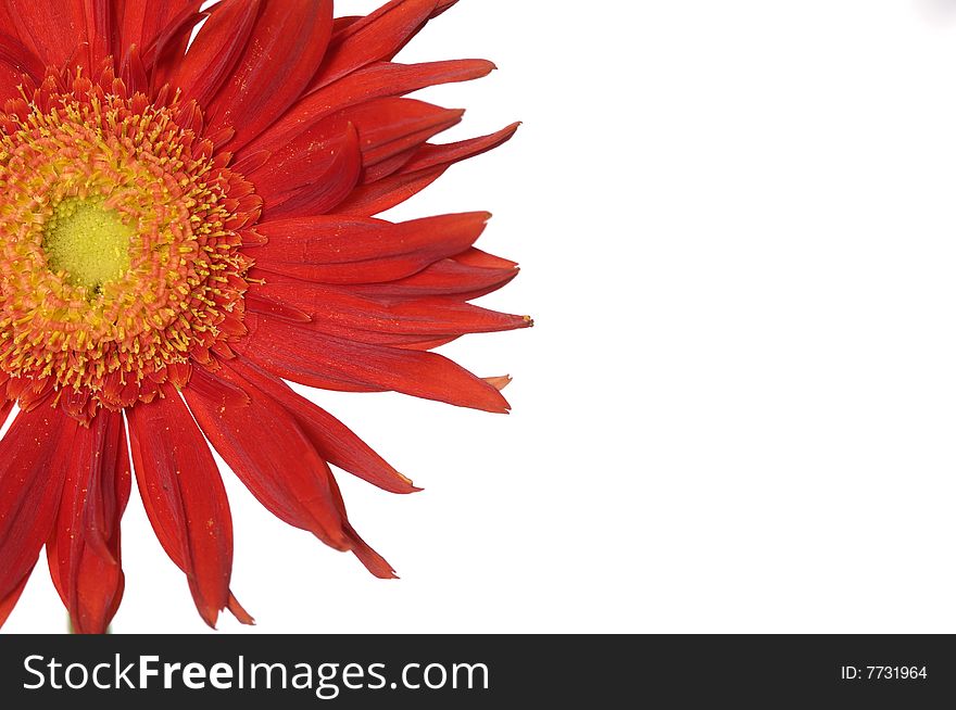 Red sunflower isolated on white