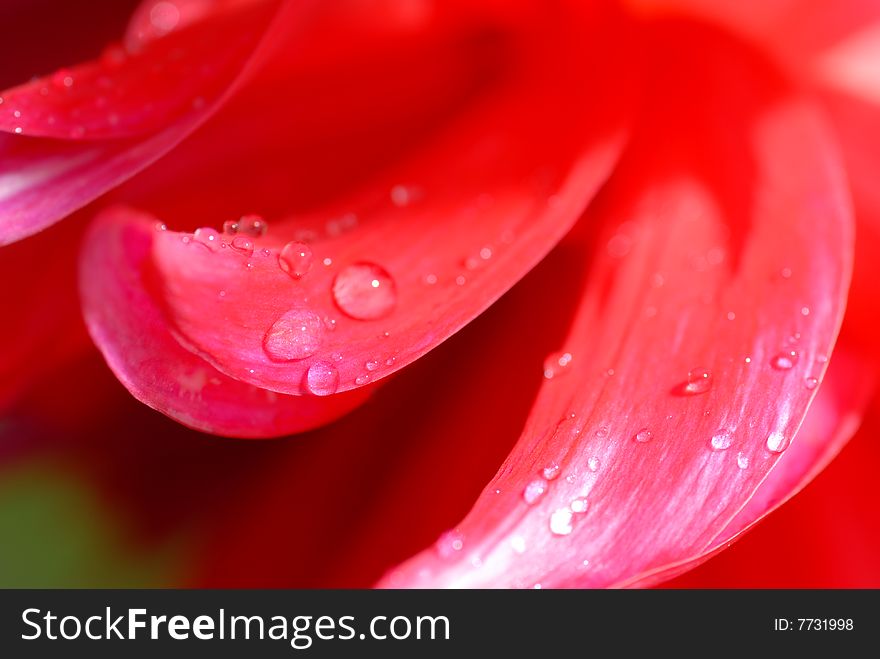 Dew drops on red petals. Dew drops on red petals