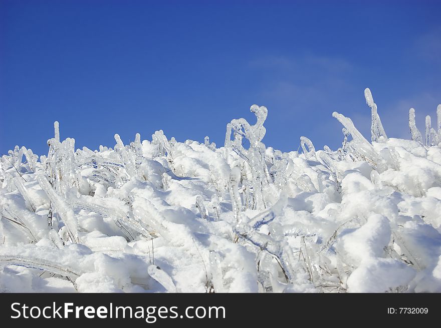 Frozen branches over blue sky