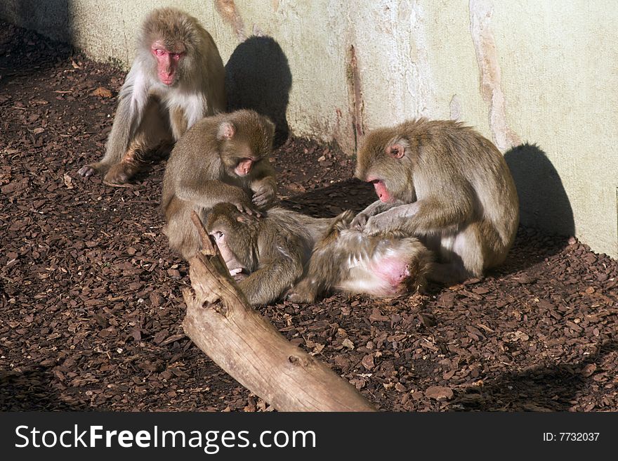 Macaques in Rome's Zoo