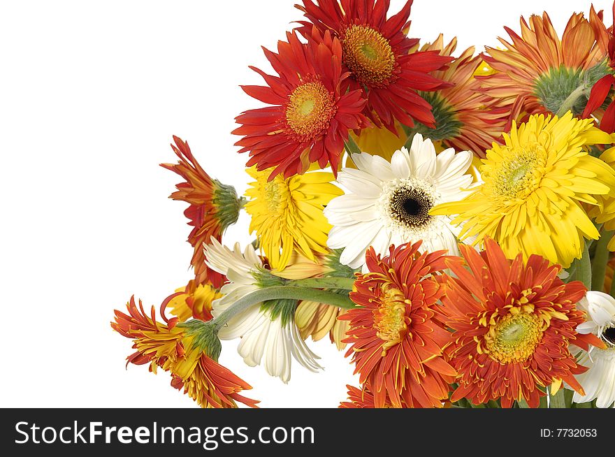 Beautiful flower of color sun flowers. Beautiful flower of color sun flowers