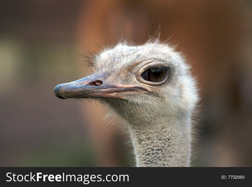 Ostrich in Rome's Zoo