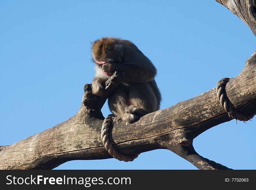 Macaque in Rome's Zoo