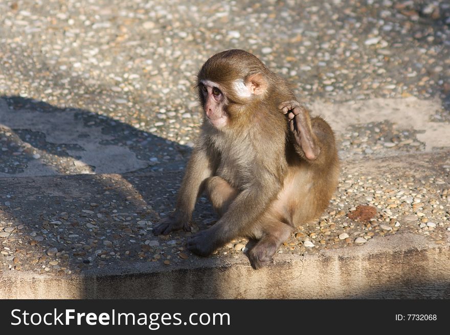 Little macaque in Rome's Zoo
