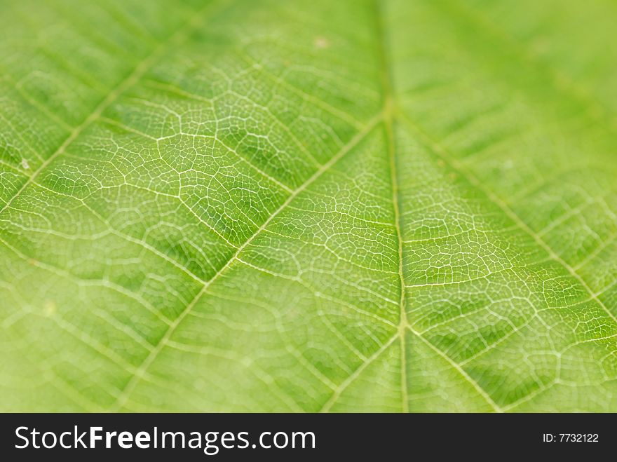 Textured Green Leaf