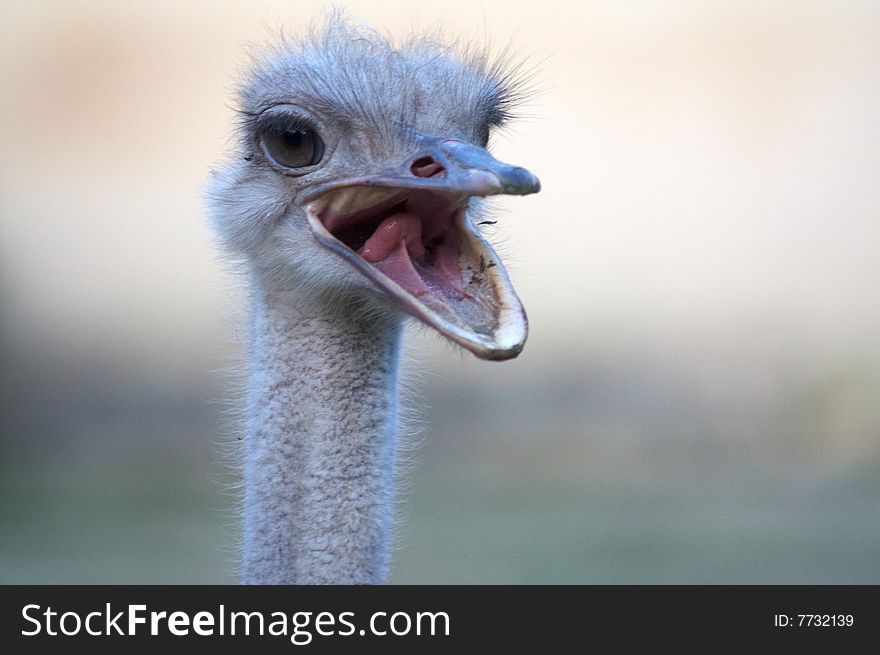 Ostrich in Rome's Zoo