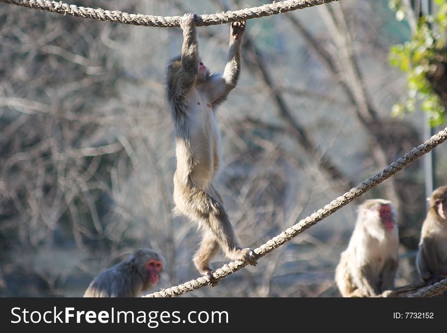Climbing macaque in Rome's Zoo