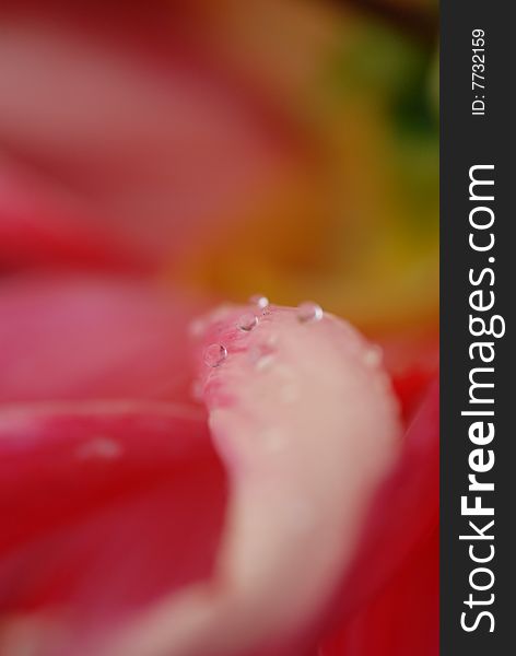 Dew drops on red petals. Dew drops on red petals